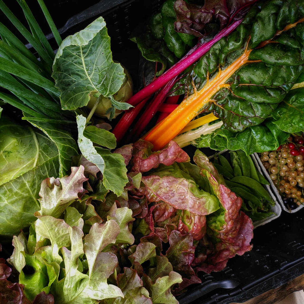 Gemüsekiste mit Mangold, Kohlrabi, Lauchzwiebeln, Weißkohl, Salat, Zuckerschoten und Johannisbeeren